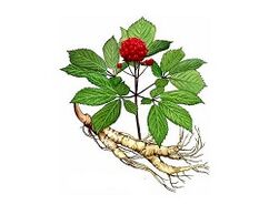 Ginseng -wortel om de potentie te vergroten